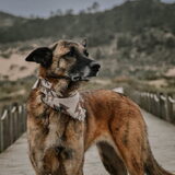 Foto van Dutchshepherdteam