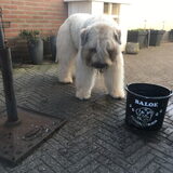 Foto van Baloe
