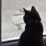 Een kijkgaatje in het folie voor kat Nemo.