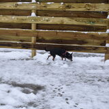 En dan valt er ook nog sneeuw wat van Balou niet had gehoeven.