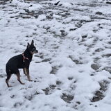 Balou in de sneeuw.