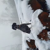 Skip in de sneeuw Limburg januari 2021