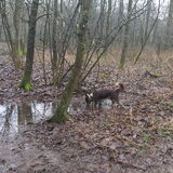 Foto van Puck & Fenrir