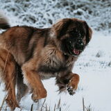 Foto van Britt, Maui & Fanu ~