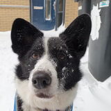 Foto van Bush dog
