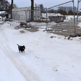 Balou vermaakt zich in de sneeuw.