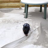 Balou op een sneeuwduin.