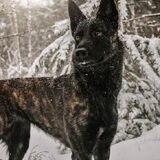Foto van Dutchshepherdteam