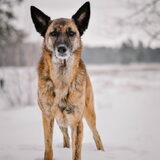 Foto van Dutchshepherdteam