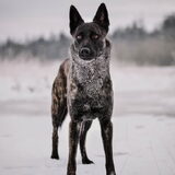 Foto van Dutchshepherdteam