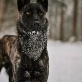 Foto van Dutchshepherdteam