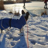 Foto van Bush dog