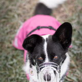 Foto van Bush dog
