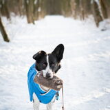 Foto van Bush dog