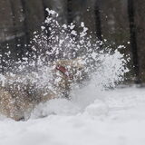 Lilly in de sneeuw