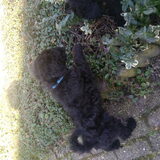 Foto van Paula, Noa*, Desi* ,Nola en Bobbi