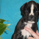 Senna 35 dagen oud
