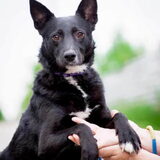 Laddushka, mijn geadopteerde hond. Roepnaam Ladda, 6 jaar oud.