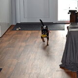 Balou aan het apporteren.