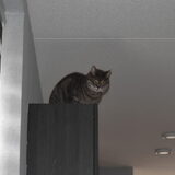 Kat Nemo zoekt het hoger op.