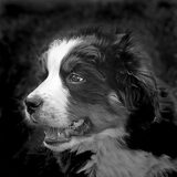 Flip Janssen, onze 'kleine' Berner...inmiddels een jaar en van klein nu…