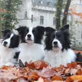 Foto van Shauni  *Sky~Jinx~Sansa~Hypno*