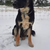 Oreo, kruising boarder collie/husky