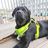Foto van Heavenly en de hond King (En Marvey en Ginny)