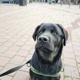 Foto van Heavenly en de hond King (En Marvey en Ginny)