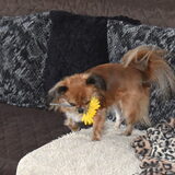 Lotus heeft een bloem gevonden.