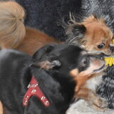 Balou probeert de bloem van Lotus af te pakken.
