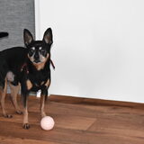 Balou heeft een nieuwe bal maar weet niet goed wat hij er mee moet.
