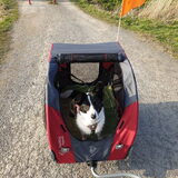 Foto van Bush dog