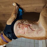 Foto van kimberley