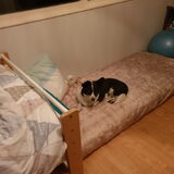 Foto van Bush dog