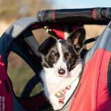 Foto van Bush dog