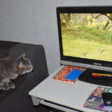 Nemo kijkt, jawel "katten tv".