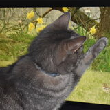 Katten tv.