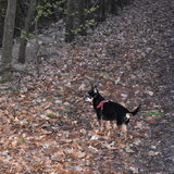 Balou tijdens een wandeling.