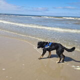 Foto van Heavenly en de hond King (En Marvey en Ginny)