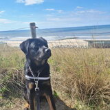 Foto van Heavenly en de hond King (En Marvey en Ginny)