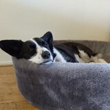 Foto van Bush dog
