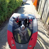 Foto van Bush dog