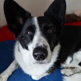 Foto van Bush dog