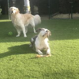 Foto van Marie-Rose & Tibootje (RIP) + Freya'tje