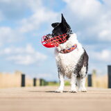 Foto van Bush dog