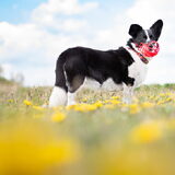 Foto van Bush dog