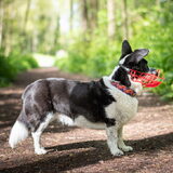 Foto van Bush dog