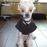 Hier ben ik Prins Chatura Altair net drie maanden!!.. me oren ook nog…