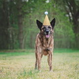 Foto van Dutchshepherdteam